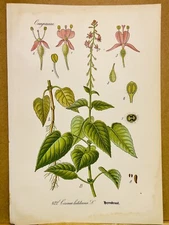 1886 ANTIQUE PICTURES LITHOGRAPH ART PRINT BOTANY FLOWER FLORA NATURE DECO PO...