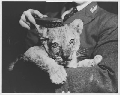 William a ten-week-old lion cub named after London Zoo's retired h- Old Photo