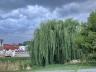 Weeping Willow — photo 4