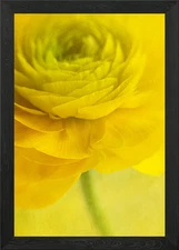 Yellow Flower Close-Up Framed Wall Art Poster Canvas Print Picture