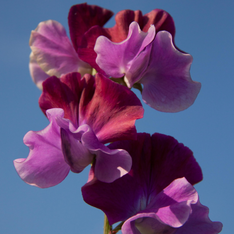 SWEET PEA - PURPLE PIMPERNELL - 300 FINEST SEEDS - BULK