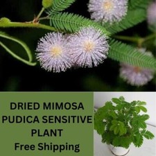 DRIED MIMOSA PUDICA SENSITIVE PLANT organic root leaves powder herbal 500g NEW