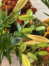 5 x  Mixed Trumpet Lily Bulbs (Free UK Postage)