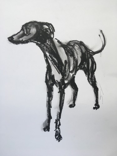 Original signed Oil Based Crayon sketch of a Whippet Greyhound Lurcher A2 Approx - 第 1/9 張圖片