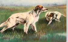 Cani cani chiens Cani da Caccia Setter inglese melato e Point su beccaccini