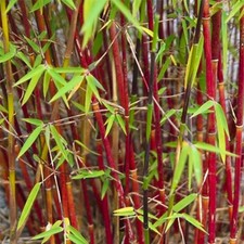Fargesia Asian Wonder | Hardy Evergreen Live Screening Bamboo Plant in 14cm Pot