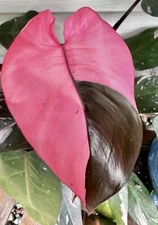 Pink Princess Philodendron Plant Cutting, PPP High Variegation Cutting Rare