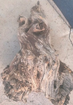 Mesquite Burl, Full Large Burl, Rare Color and Grain.