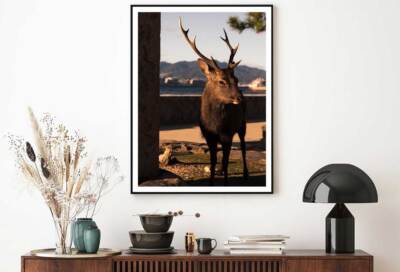 Brown Elk During Sunny Day Print Premium Poster High Quality choose sizes