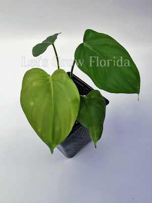 polka dot plant indoor or outdoor Polka-dot-Plant, Hypoestes phyllostachya, Live in a 2 inch Pot Tiny Mi –  Florida House Plants main image 0