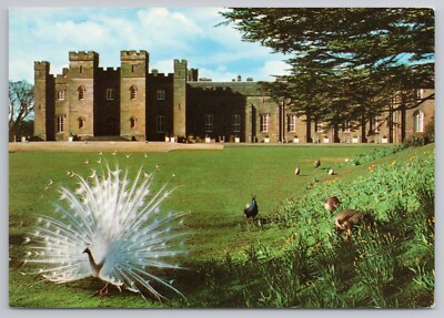 White Peacock at Perth Scone Palace Earls Of Manfield Scotland c1960s Postcard