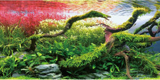 48X18 in Branches Fish Tank Background Stone Seaweed Aquarium Backdrop