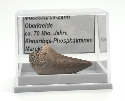   1 schöner Mosasaurus Zahn   Marokko   Fossil in Acryldose  