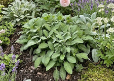 2 x Large Sage Plants in 1 Litre Pots |