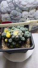 LW Succulent cactus Plant variegated family indoor and  selfroot WYSIWY 16-17cm