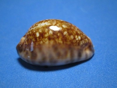 Cypraea maculifera andreae (Erdmann & Lorenz, 2017) ''NEW SPECIES;DWARF!'' (37.4mm