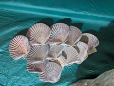 12 Mexican Flat Scallop Shells Seashells Large 3"-3 1/2" Crafts Coastal Beach