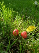 Picture Image Photo Wallpaper Background Beautiful Art Digital # 381