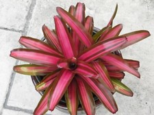 Neoregelia REVELRY Bromeliad one tropical plant MEDIUM 