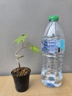 Beautiful Japanese Maple For Mame Or Shohin Bonsai — photo 7