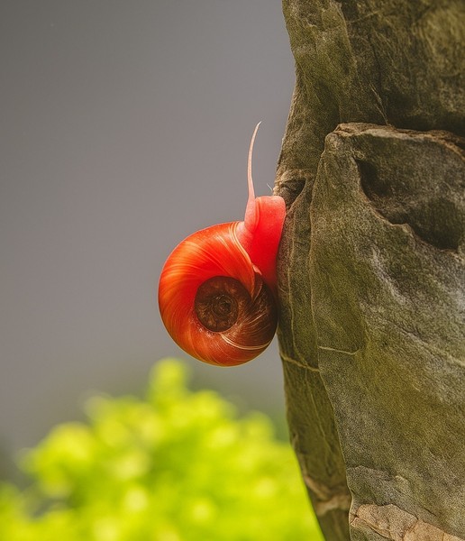 10 Caracoles Planorbis Rojos | Planorbarius corneus | Caracoles Acuario