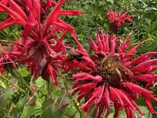 Wild Red Bergamot Rhizomes 100% Mildew and Deer Resistant