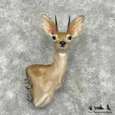 #30350 EL | Steinbok Taxidermy Shoulder Mount For Sale