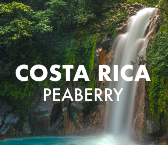 COSTA RICAN TARRAZU PEABERRY COFFEE BEANS MEDIUM ROASTED 2 P