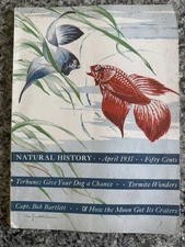 Natural History April 1937 Betta Tropical Fish