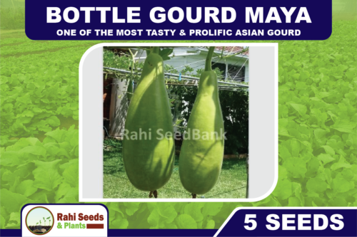Bottle Gourd Maya - One of the Most Tasty & Prolific Asian Gourd - 5 Seeds!!! - Photo 1/6