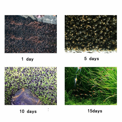 AQUARIUM PLANT SEEDS Fish Tank Water Grass Ground Covering Plants - Picture 27 of 32