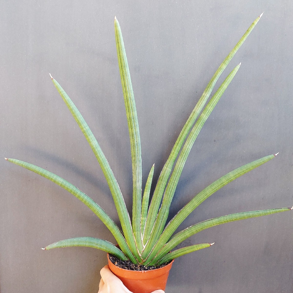 Sansevieria pearsonii. Sansevieria cylindrical Tiara Grand Gazelle, Snake  plant