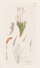 Dicranum Scoparium Mosses Botany Copper Engraving Sowerby Smith 1796