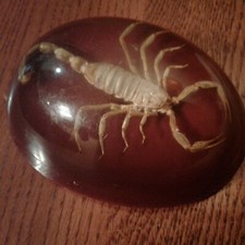 SCORPION VENOMOUS STING AT END OF TAIL JOINTED INSECT LUCITE PAPER WEIGHT