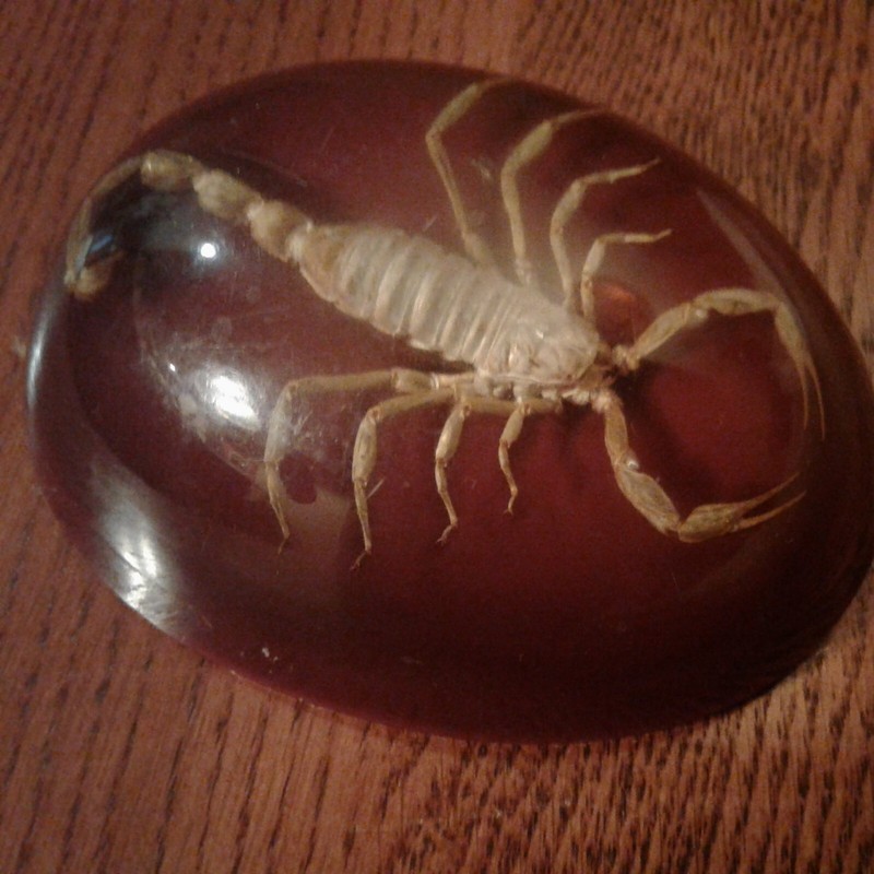 SCORPION VENOMOUS STING AT END OF TAIL JOINTED INSECT LUCITE PAPER WEIGHT