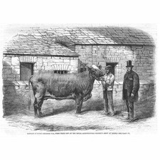 LEEDS Duchess 77th Prize Cow at the Agricultural Show - Antique Print 1861