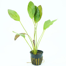 Buy2Get1Free Red Flame Echinodorus Potted Live Aquarium Plant