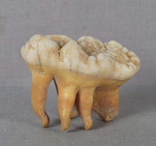 ORSO DELLE CAVERNE FOSSILIZZATO ESTINTO DENTE MOLARE