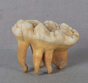 Fossilized extinct CAVE BEAR MOLAR TOOTH