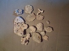 Ancien spécimens de corail d'Australie