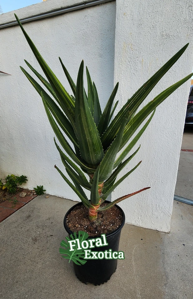 Variegated Aloe Hercule - Large Specimen - US Seller - Image 4 of 4
