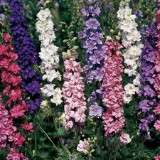Imperial Rocket Larkspur Mix, Delphinium consolida, Field Larkspur, FREE SHIP