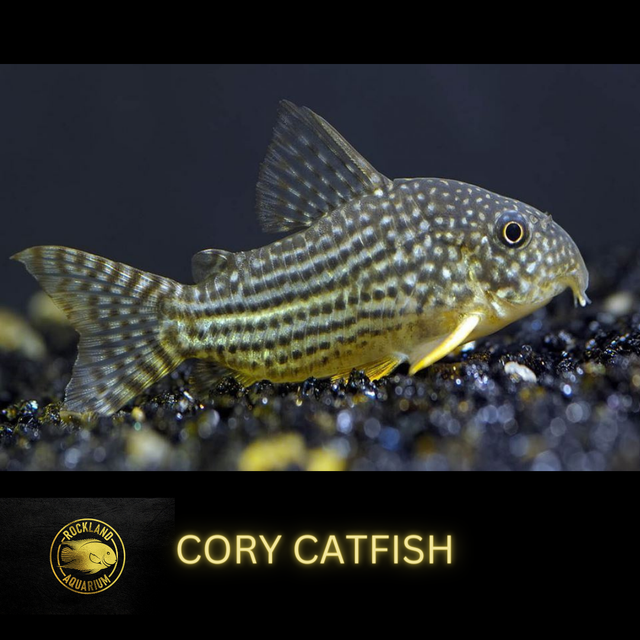 Cory Catfish Available