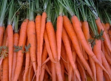 100  FRESH CARROT TENDERSWEET SEEDS FREE USA SHIPPING