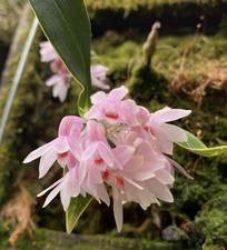 Dendrobium aurantiroseum  Rebecca Northern  CBR/AOS rare miniature orchid