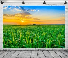 Fabric 7x5ft Sunrise Corn Field Backdrop Rural Corn Fields Agriculture Crop F