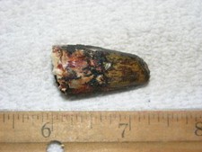 Dinosaur fossil tooth Spinosaurus Cretaceous Era bigger 1 inch long Z83