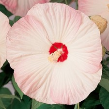 Hibiscus Plant Nippon Blush Hardy Large Perennial Shrub 2L Plant