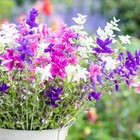 Clary Sage - Crown Bouquet Mix - Salvia horminum - 100 seeds