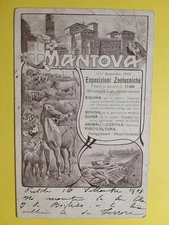 Mantua. Livestock Exhibitions: Equine, Cattle, Pig, Backyard Animals 1905